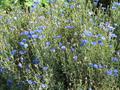 corn flower